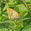 Silver-washed Fritillary male Argynnis paphia Alan Prowse